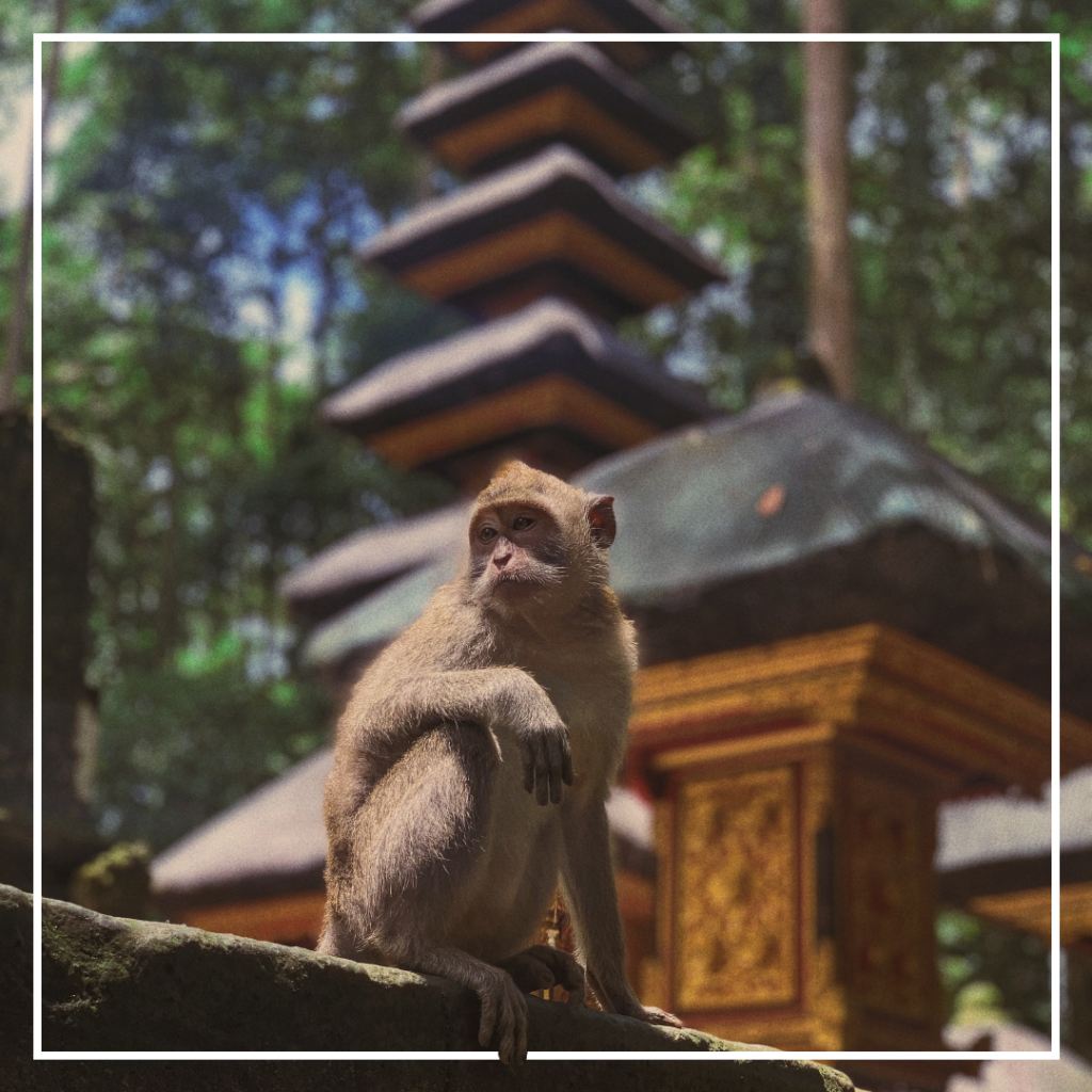 A grey macaque at the Sacred Monkey Forest Sanctuary